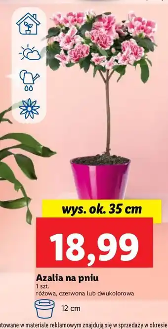 Azalia na pniu dwukolorowa