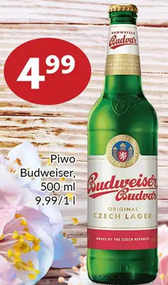 Prim Market Piwo budweiser oferta