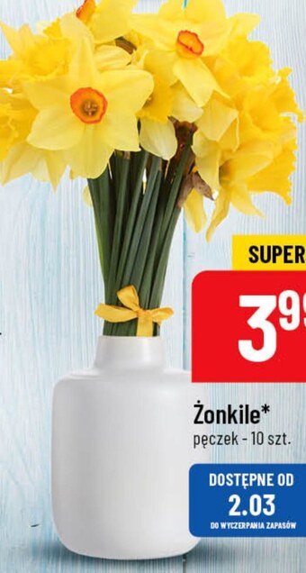 Polomarket Żonkile oferta