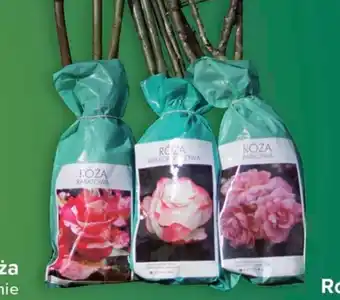 Róża