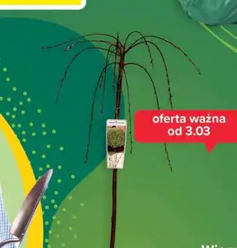 Carrefour Krzew oferta