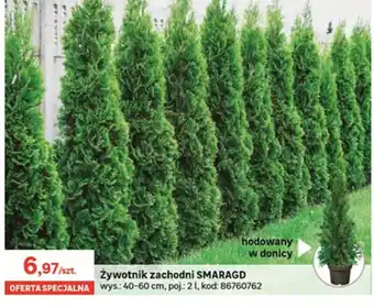 Leroy Merlin Żywotnik zachodni oferta