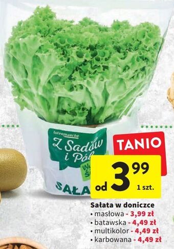 Intermarche Sałata karbowana zielona z sadów i pól oferta