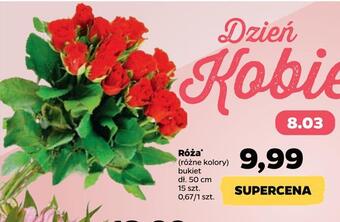 Netto Róża * oferta