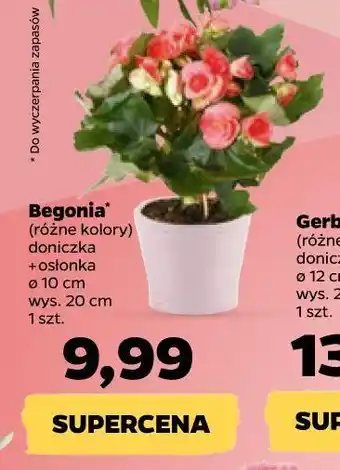 Begonia doniczka 10 cm