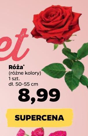 Netto Róza oferta
