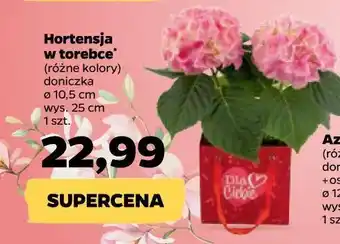 Netto Hortensja w torebce 10.5 cm oferta
