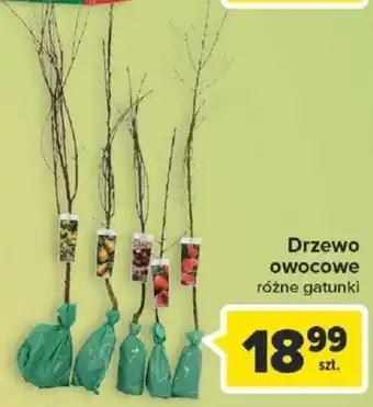 Carrefour Drzewo owocowe 1szt. oferta