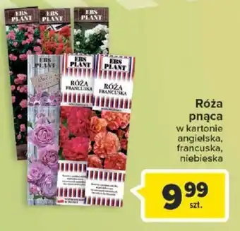 Carrefour Róża pnąca oferta