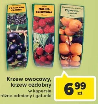 Krzew owocowy, krzew ozdobny