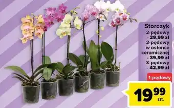 Carrefour Storczyk 2-pędowy oferta