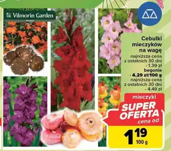 Carrefour Cebulki kwiatowe mieczyki vilmorin garden oferta