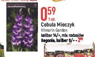 E.Leclerc Cebule kwiatowe begonia vilmorin garden oferta