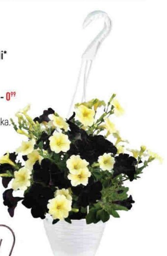 E.Leclerc Doniczka oferta