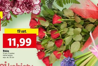 Lidl Róże oferta