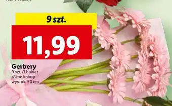 Lidl Gerbery bukiet oferta