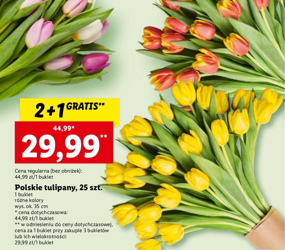 Promocja Tulipany w Lidl
