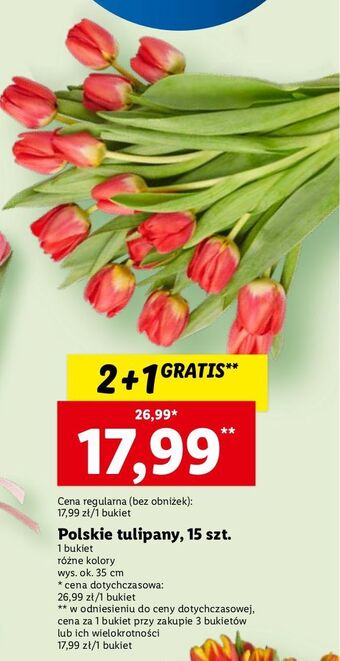 Lidl Tulipany oferta