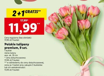 Lidl Tulipany oferta