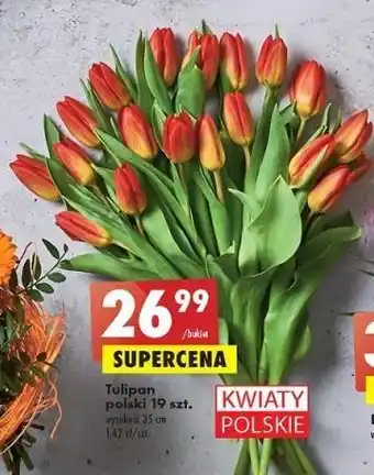 Biedronka Tulipan 35 cm oferta