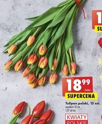 Biedronka Tulipany polskie 35 cm oferta