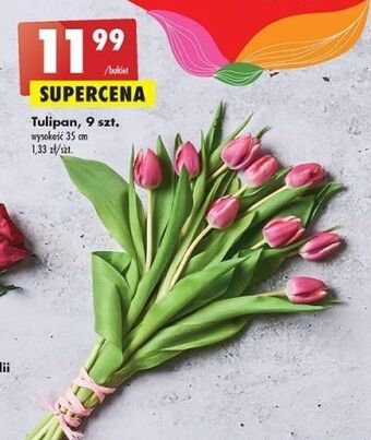 Biedronka Tulipany 35 cm oferta