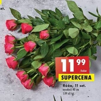Biedronka Róże oferta