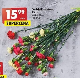 Biedronka Goździki 50 cm oferta
