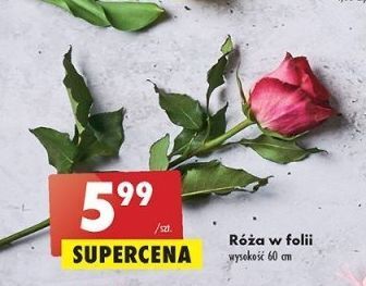 Biedronka Róża 60 cm oferta