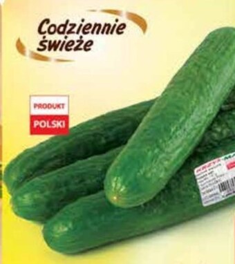 Dino Ogórek oferta