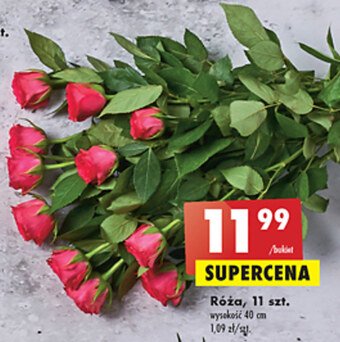 Biedronka Róża oferta