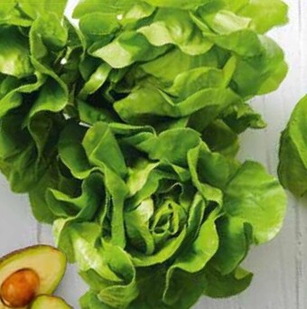 Stokrotka Sałata masłowa oferta