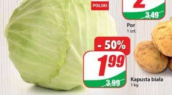 Dino Kapusta biała oferta