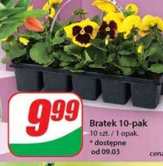 Dino Bratki oferta