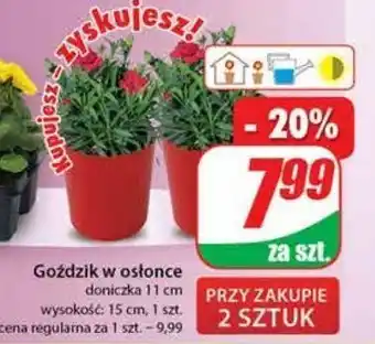 Dino Goździk w doniczce 11 cm oferta