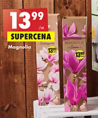 Biedronka Magnolia oferta