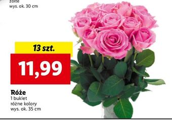 Lidl Róże oferta