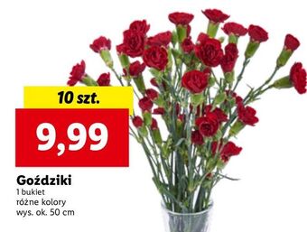 Lidl Goździki bukiet oferta