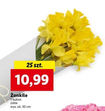 Lidl Żonkile oferta