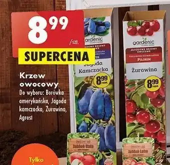 Biedronka Krzew owocowy borówka amerykańska gardenic oferta