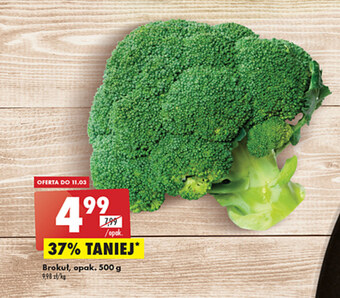 Biedronka Brokuł oferta