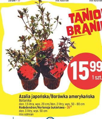 E.Leclerc Borówka amerykańska don. 1.5 l botanika oferta