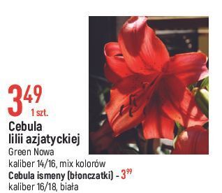 E.Leclerc Ismena 16/18 green nowa oferta