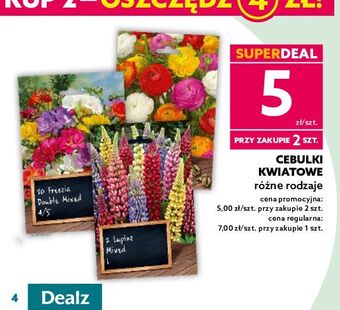 Dealz Cebulki kwiatowe oferta