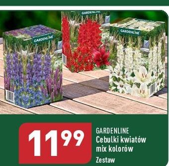 ALDI Cebulki kwiatów mix garden line oferta