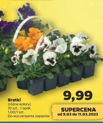 Netto Bratki oferta