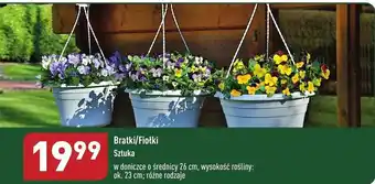 ALDI Gardenline bratki/fiołki oferta