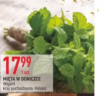 E.Leclerc Mięta w doniczce wigant oferta