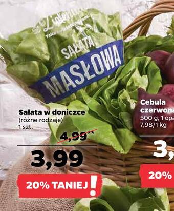Netto Sałata w doniczce oferta