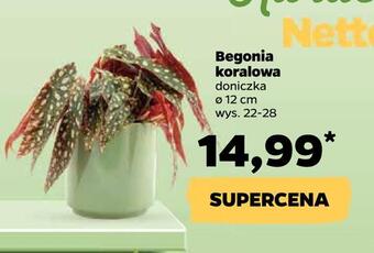 Netto Begonia koralowa oferta